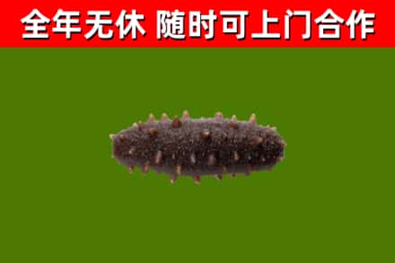 芒市回收海参干